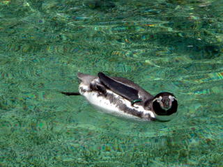 泳ぐペンギン