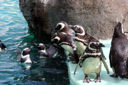 プールで泳ぐペンギンを見るペンギン
