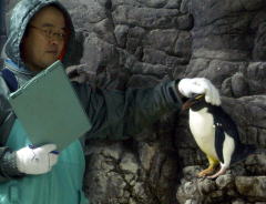 イワトビペンギン1