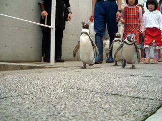 歩くペンギンたち