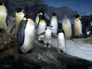 海獣館のペンギンたち