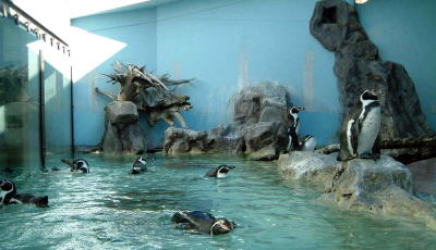 ペンギン水槽