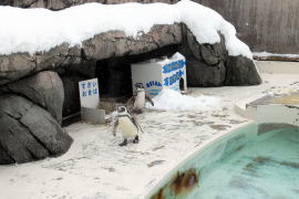 巣材置き場とペンギンハウス