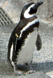 マゼラニックペンギン