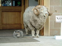 羊と猫