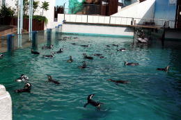 プールで泳ぐペンギン