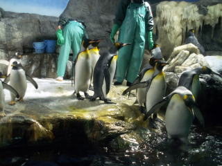 泳がされるペンギンたち