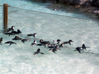泳ぐコガタペンギン