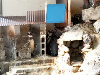 ペンギンたちの巣