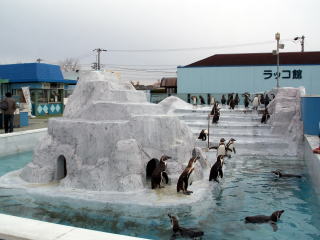 ペンギン村