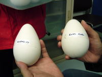 2個の卵