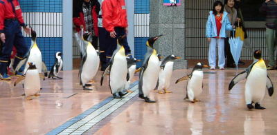 ペンギンパレード1