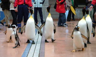 ペンギンパレード2