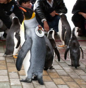 ペンギンパレード3