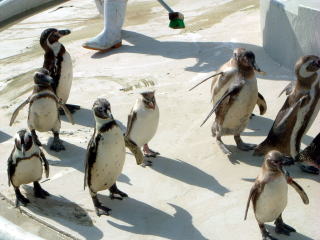 ペンギンたち