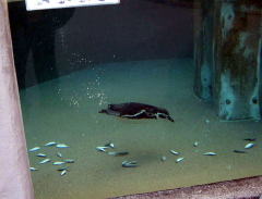 水中ペンギン