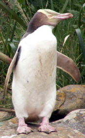 キガシラペンギン